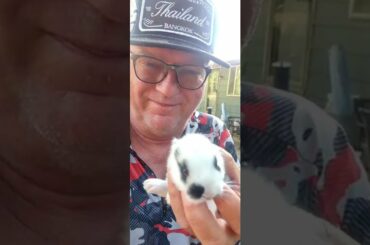 BABY BUNNY IS SO CUTE #shorts