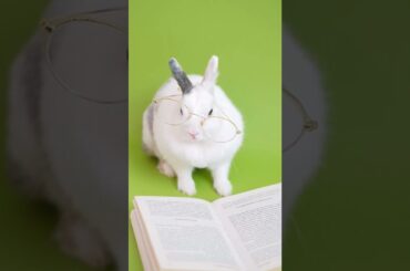 Funny and Cute Baby Bunny Rabbit Videos - Baby Animal