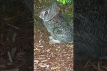 Baby Bunny & Mommy Bunny Being Adorable In My Yard #shorts  #babyanimals #bunny #cuteanimals