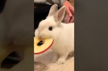 Cute Baby Rabbit #short #shorts #rabbit #bunny #animal #animals #pet #pets #cuteanimals #cute #baby