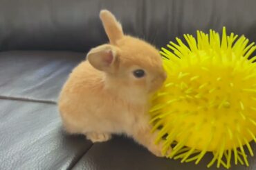 Cute 3-week old baby bunny HuanHuan plays with a puffer stretchy light-up ball on the couch.