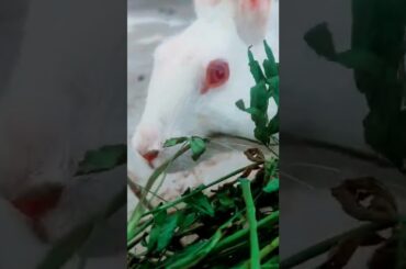 cute rabbit shorts #summer