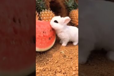 Baby Rabbit Eating Fruit #short #shorts #animal #animals #pet #pets #rabbit #bunny #cuteanimals#baby