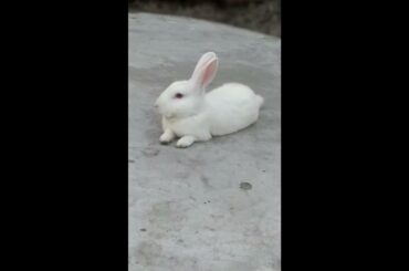 cute rabbit scream