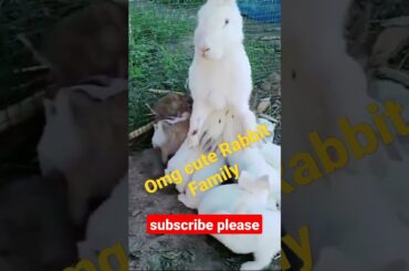 Omg Cute Rabbit Family#shorts
