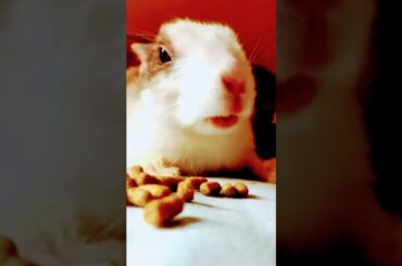 Cute rabbit#shorts #viral