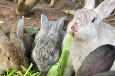 cute rabbit eating green vegetables - Baby rabbit is my best friend when I'm tired