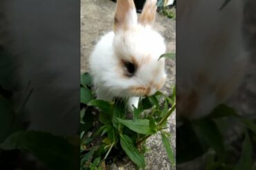 SUPER ADORABLE BABY BUNNY CLIPS