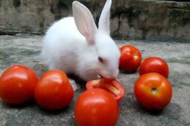 Cute White Baby Bunny Rabbit