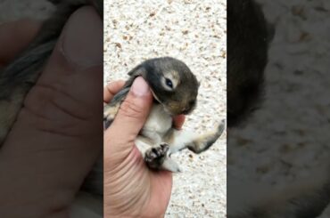 CUTEST EVER BABY BUNNY FUN