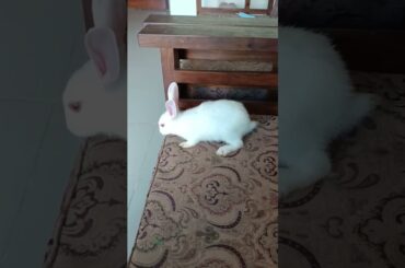 g96 cute bunny home tour #shorts #rabbit #bunny
