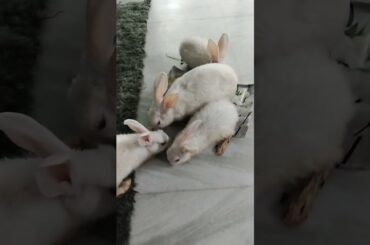 #chubby #bunny #shorts #ytshorts #shortvideo #cute #rabbits #bunnies