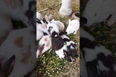 cute rabbit bunny fun #shorts