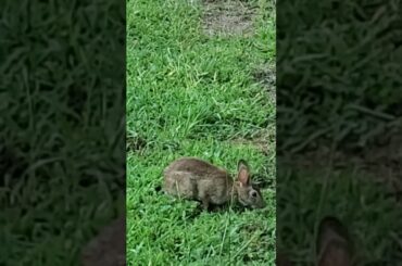 Cute Bunny Rabbit Eating Grass