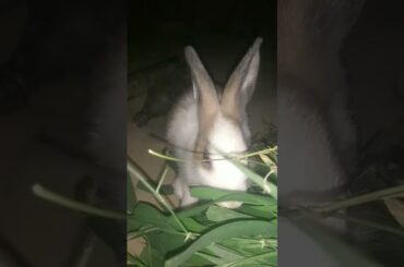 wow rabbit feeding/ animal rescue/cute rabbit baby/rescue team in India/big rabbit /rabbit baby love