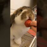 Cute Baby Rabbit Eating Strawberry #shorts