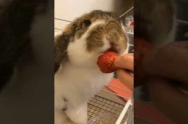 Cute Baby Rabbit Eating Strawberry #shorts