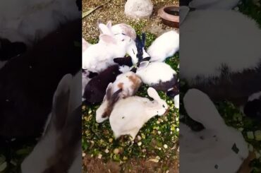 cute rabbit bunny fun 4 U funny videos #shorts #rabbit #viral #pets