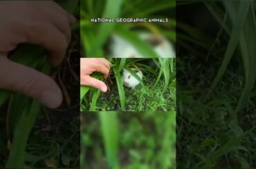find rabbit cute rabbit #animals #rabbits #10dayschallenge