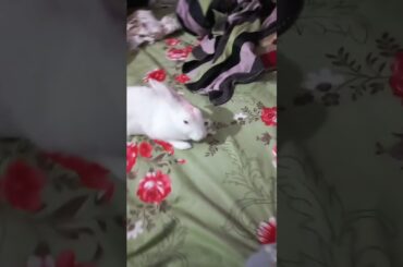 #youtubeshorts #shortsvideo #cuterabbit #rabbit #pets #bunnycare #animalslover #viralpets