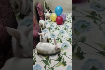 #chubby #bunny #shorts #vlog #ytshorts #shortvideo #cutest #cute #baby #bunnies #rabbits