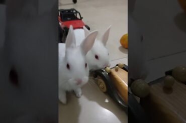 Day 22 / Baby Bunny Growth / Tom's kitten / Rabbit kitten daily growth / Cute domestic Rabbit