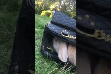 Cute rabbit doesn’t want to play in the park