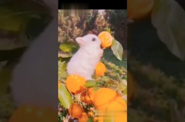 cute rabbit bunny
