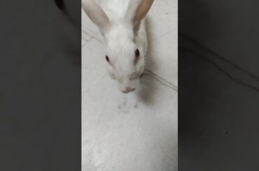 #cute #baby #bunnies #rabbits #shorts #ytshorts #shortvideo #chubby #bunny