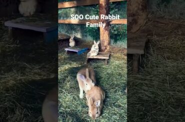Soo Cute Rabbit Family. Funny. Woow Moments #shorts #viral #reels #subscribe #cute #rabbit
