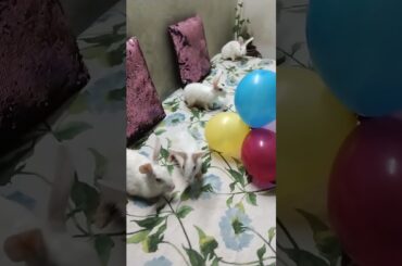 #cute #baby #bunnies #rabbits #shorts #ytshorts #shortvideo #chubby #bunny