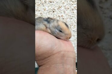 JUST OPEN EYES CUTE BUNNY