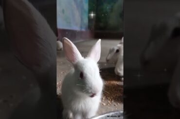 cute rabbit baby #short