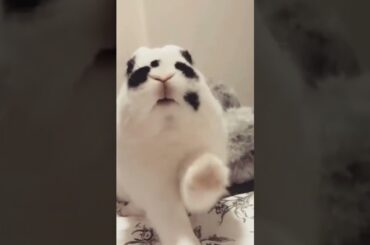 cute rabbit// bunny//baby bunny//baby rabbit