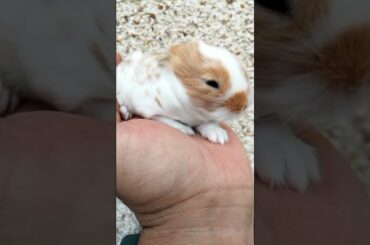AMAZING ONLY 10 DAYS OLD CUTE BUNNY