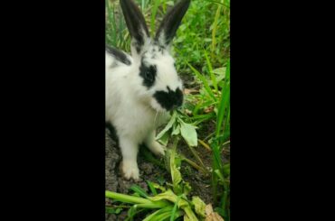 cute rabbit|rabbit eating leaves #shorts