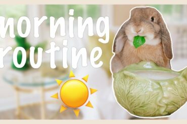 Bunny Morning Routine