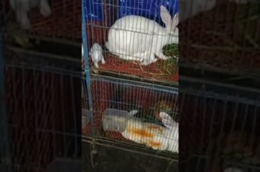 my cute #rabbit #bunny #khorgosh @Asad & Pets