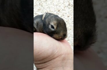 SUPER ADORABLE CUTE BABY BUNNY