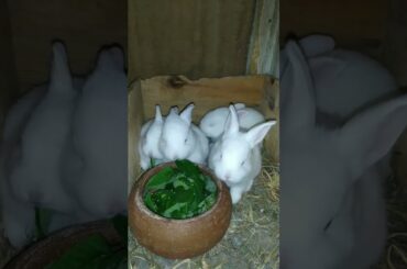 cute baby rabbit #shorts #shortsbeta #subscribe #fyp