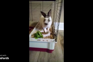 Cute Bunny Eating Midnight Snack