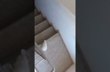 #youtubeshorts #shortsvideo #cuterabbit #rabbit #viralvideo #animalslover #pets #bunny bunn