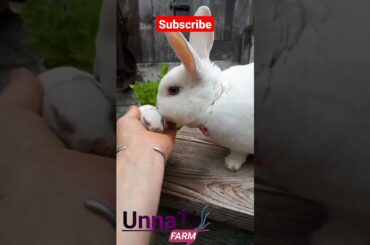 cute bunny with mother rabbit #shorts