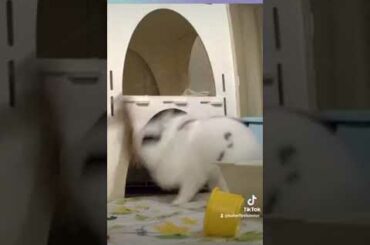 cute bunny plays with his willow wreath