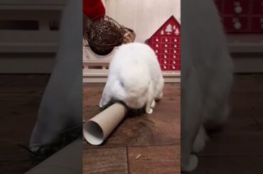 what's your bunnies favourite hobby? #cutebunny #funnybunny