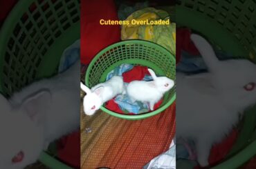 Cute Rabbit Babies New Video | #animalshorts #short #rabbit #youtubeshorts