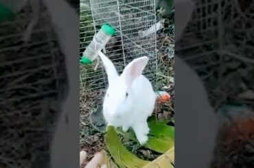 cute bunny