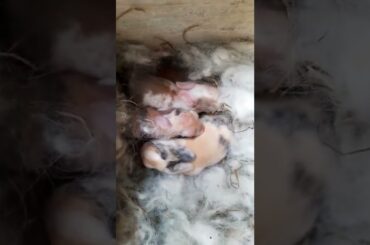 baby bunny 1 week #kelinci #kelincilucu #bayikelinci
