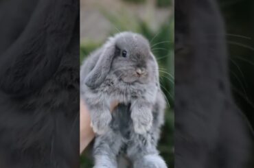 cute rabbit funny baby rabbits #rabbit #shorts #viralshorts