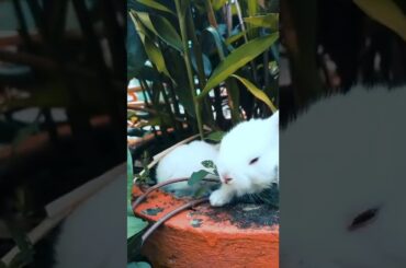 cute baby rabbit #shorts#youtube shorts#cute animal